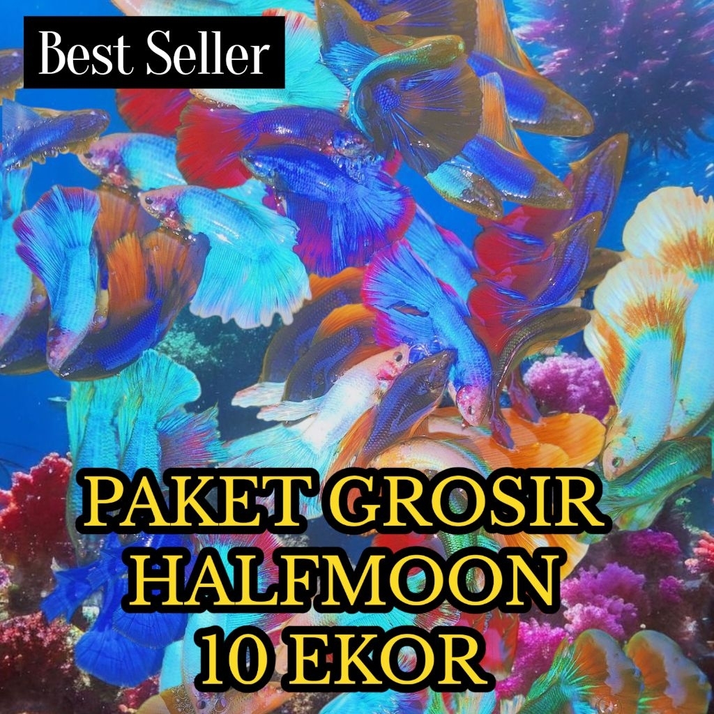 GROSIR PAKET 10 EKOR CUPANG  HALFMOON LEBAR SIZE M - L GROSIR PILIHAN SIAP JUAL KEMBALI | CUPANG HAL
