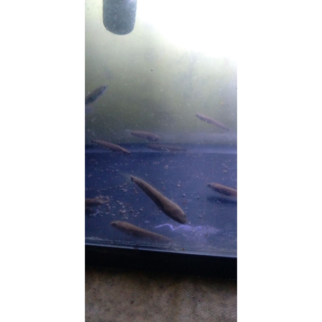 blue pulchra size 5-6 cm