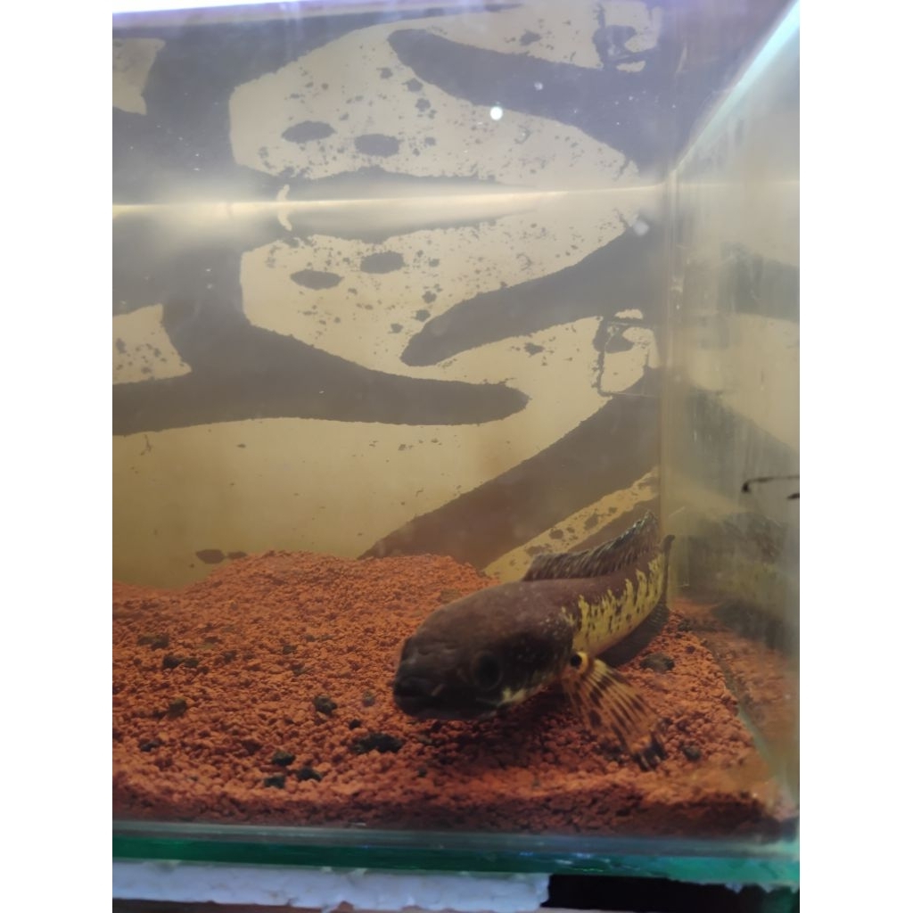 Toples Auranti Grade B