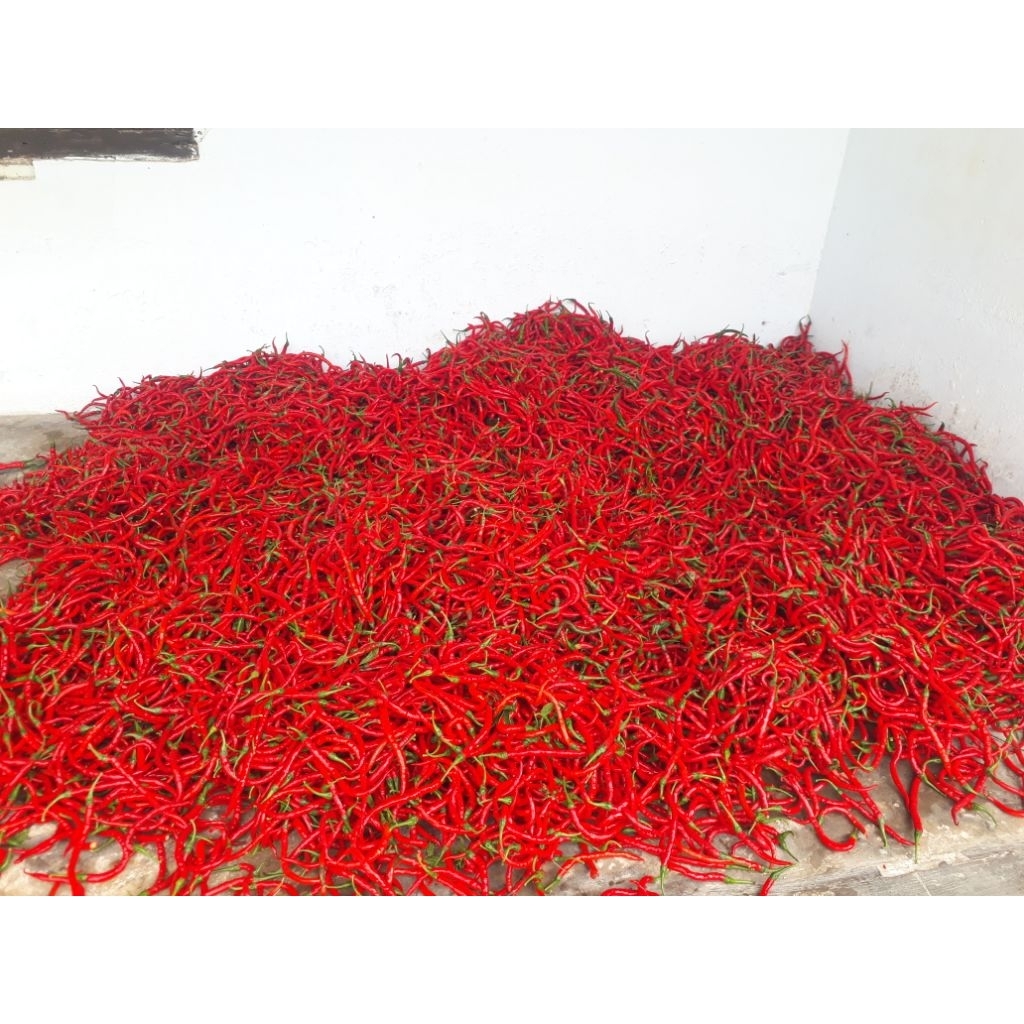 Cabai Merah kriting | Cabe Merah Kriting | CMK