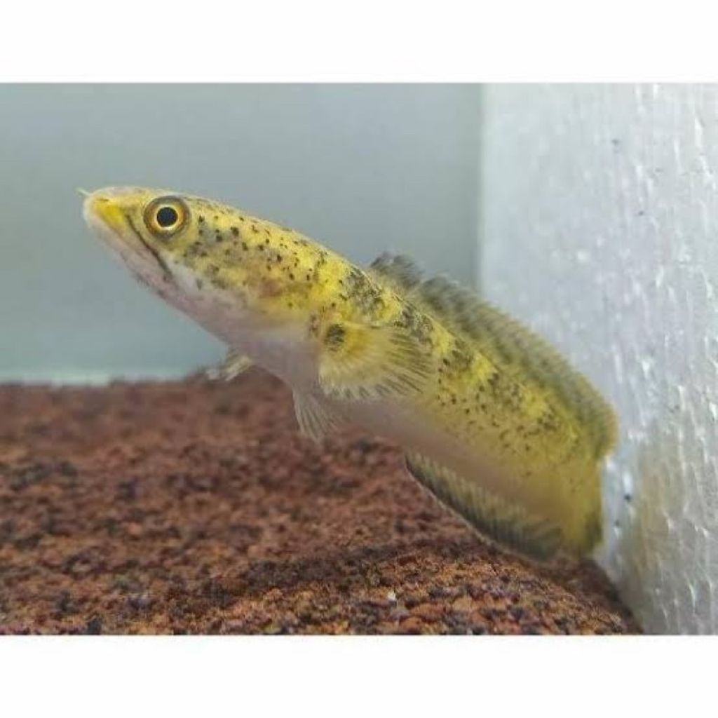 limbata golden tiger