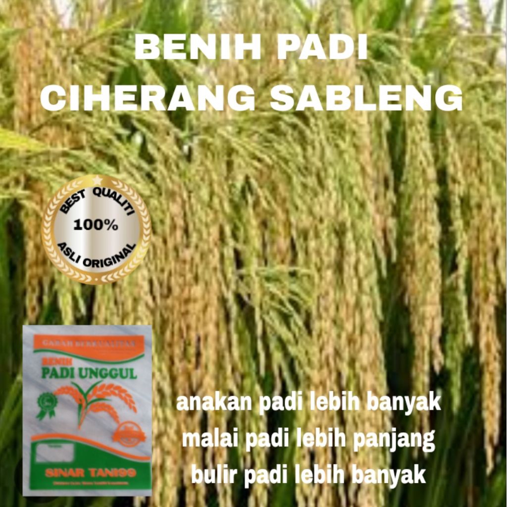 BENIH PADI CIHERANG SABLENG MALAI PANJANG BERKUALITAS KEMASAN 5 kg
