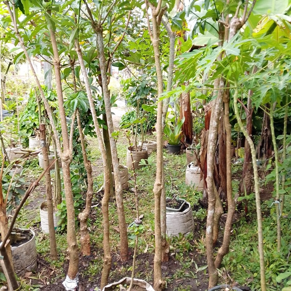 Pohon pule taman besar, tinggi 2 meter sampai 3 meter