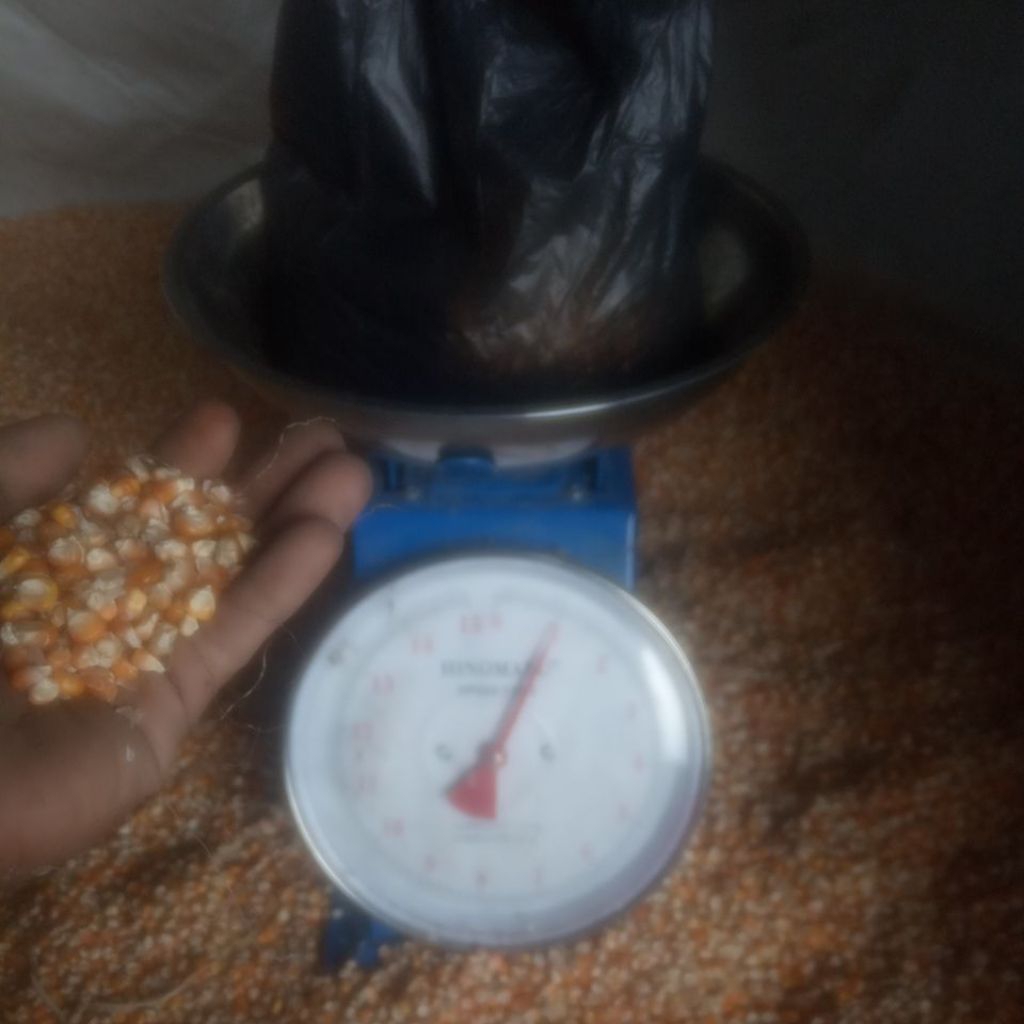 Jagung pipil kering 1kg