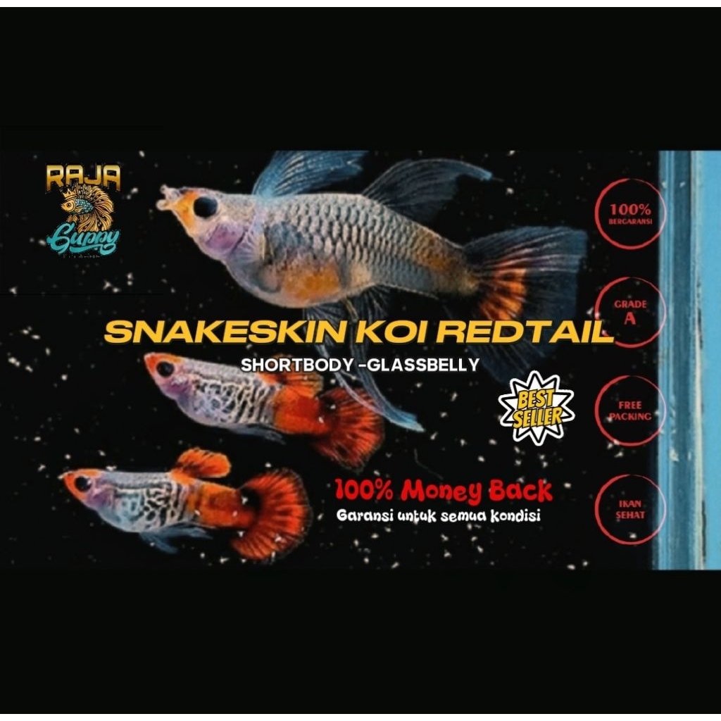 DEKORASI AQUARIUM HIAS SS KOI REDTAIL