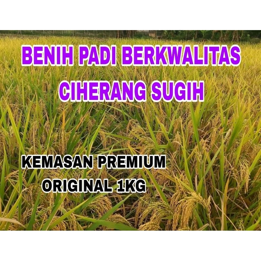 BENIH PADI 1KG CIHERANG SUGIH SUPER UNGGUL LABEL PUTIH ORIGINAL