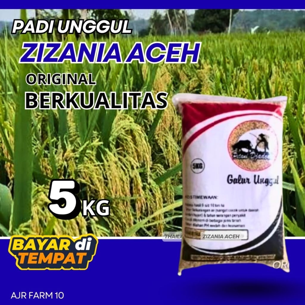 Benih padi unggul ZIZANIA ACEH (5Kg)