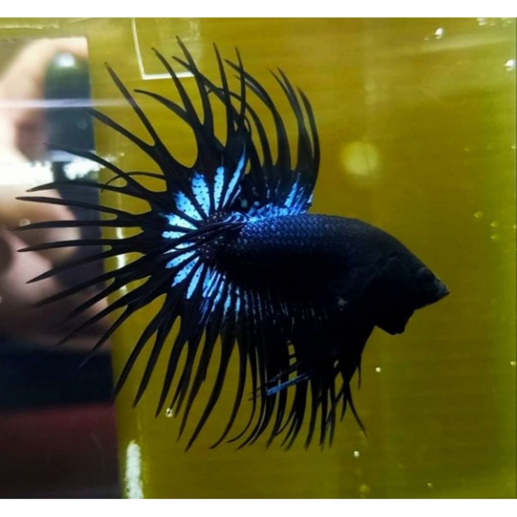 crountail black orchid