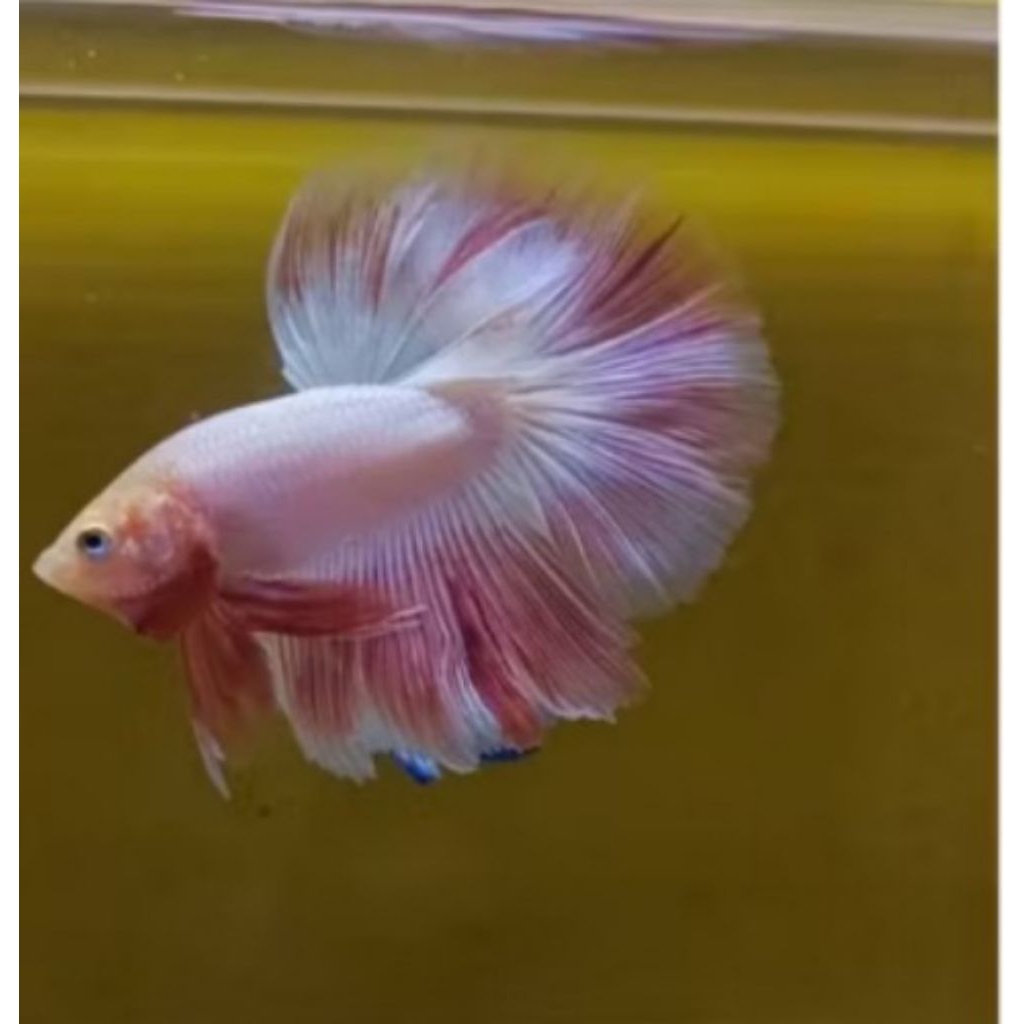 ikan cupang hm pink | halfmoon flamingo ekor bagus size M