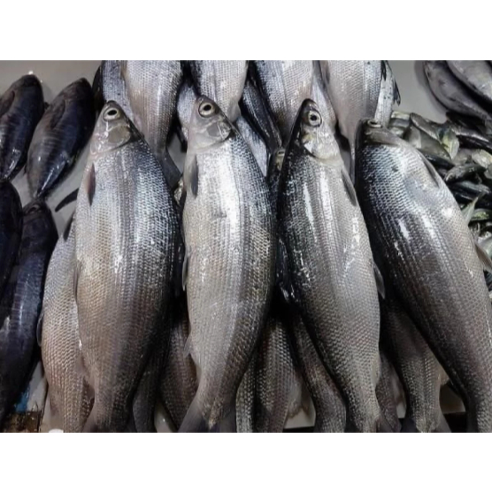 Ikan Bandeng Segar Ikan Bandeng 1 kg
