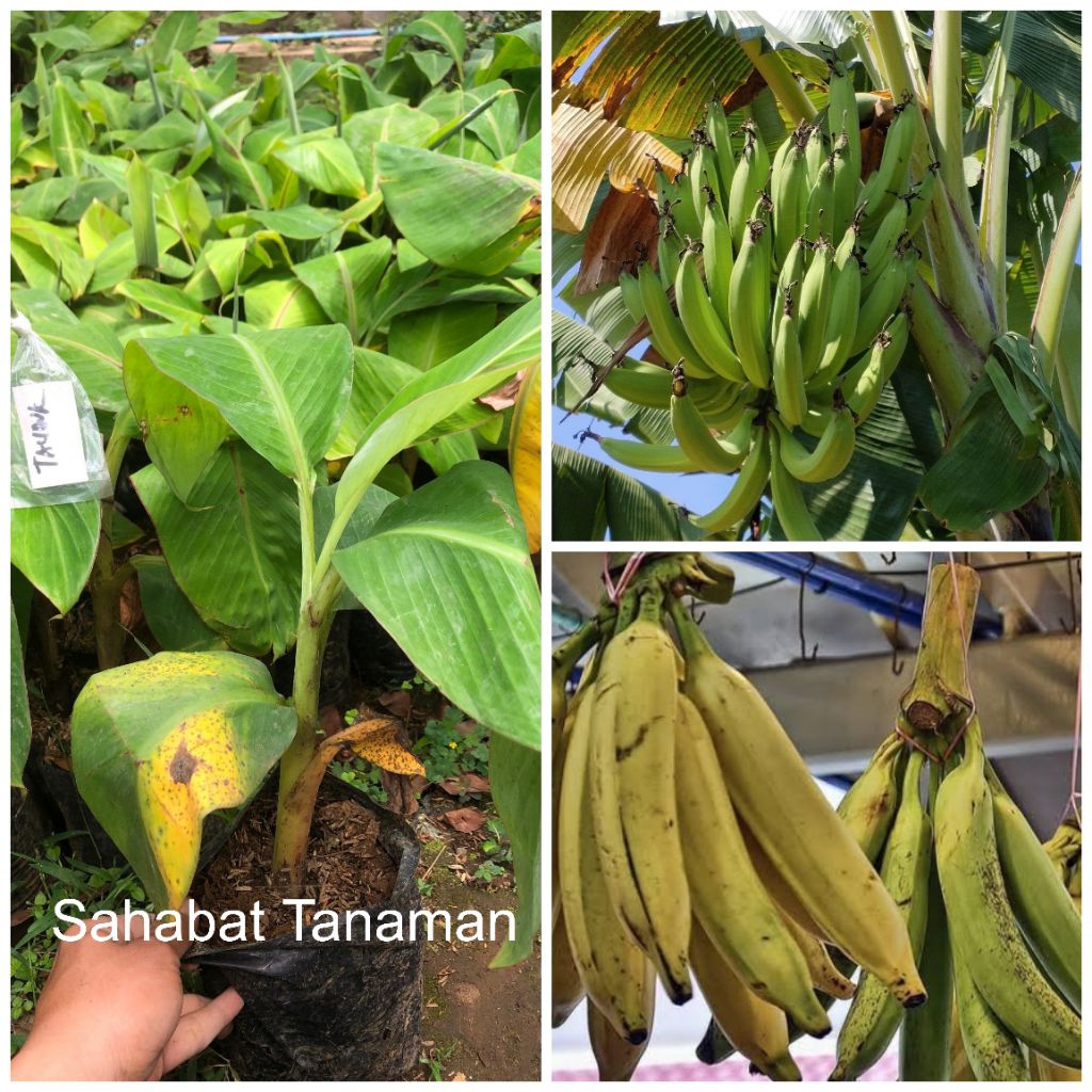Bibit Pisang Tanduk. anakan pisang tanduk. pisang jumbo besar