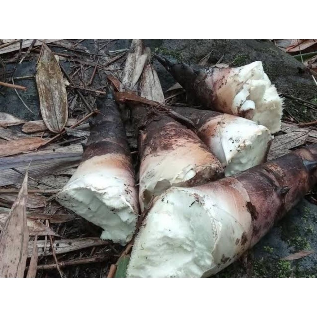 rebung segar / rebung bambu sayur / tunas bambu