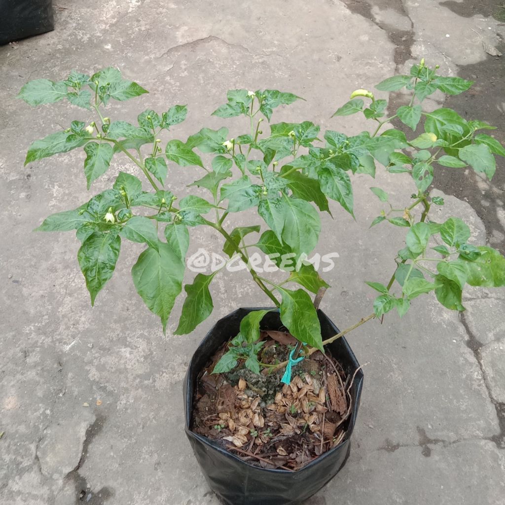 Cabai Lombok Tiung Rawit Merah Berbuah (KHUSUS INSTANT)