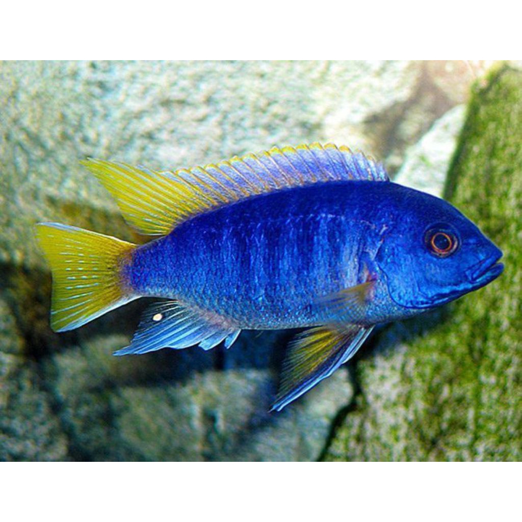 cichlid/siklid yellow tail acei 6-7cm