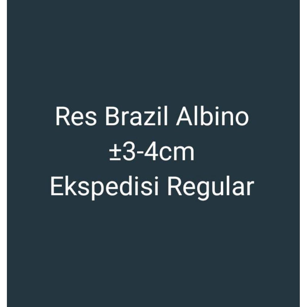 Hiasan Res Brazil Albino | Brazil Albino