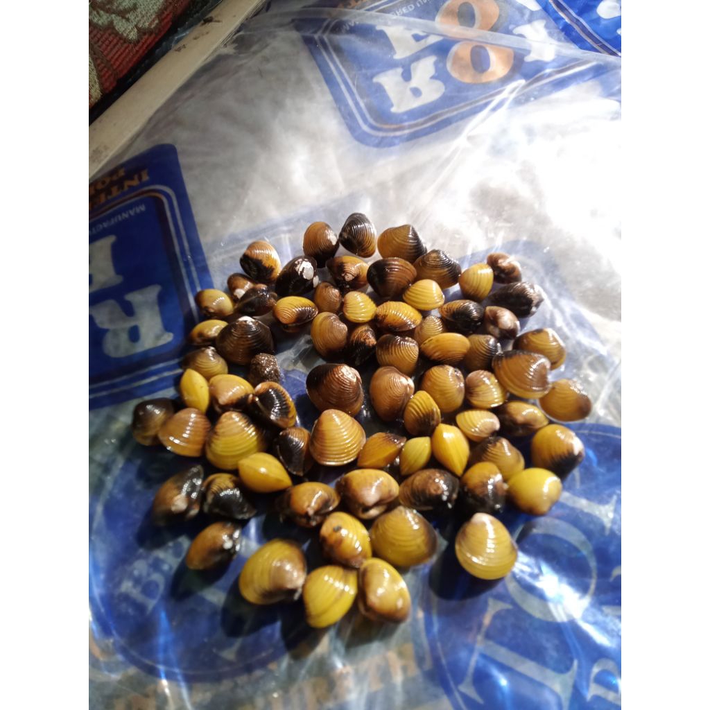 kerang mini air tawar  ha remis