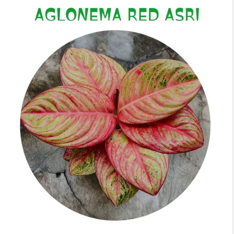 bibit " bonggol" aglonema red asri - tanaman hias