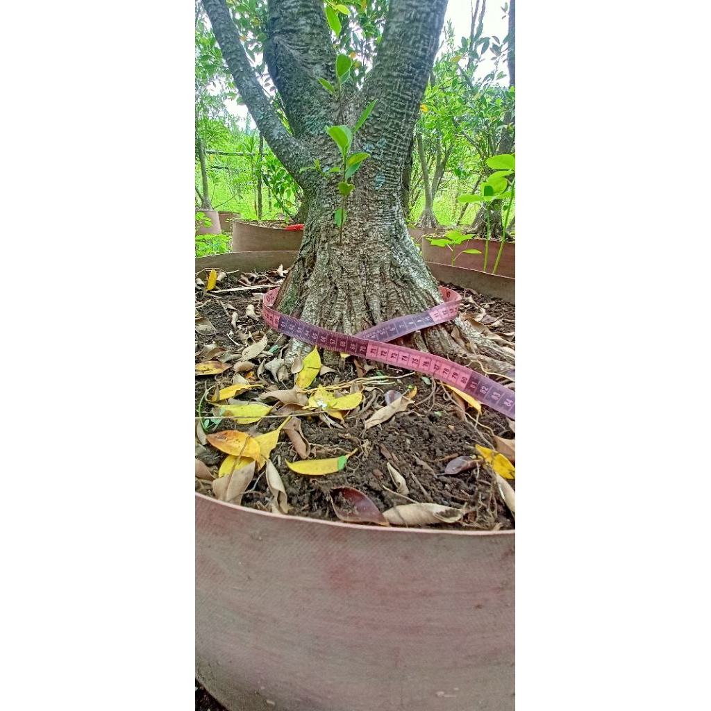 Pecah Batang Kimeng Program Akar