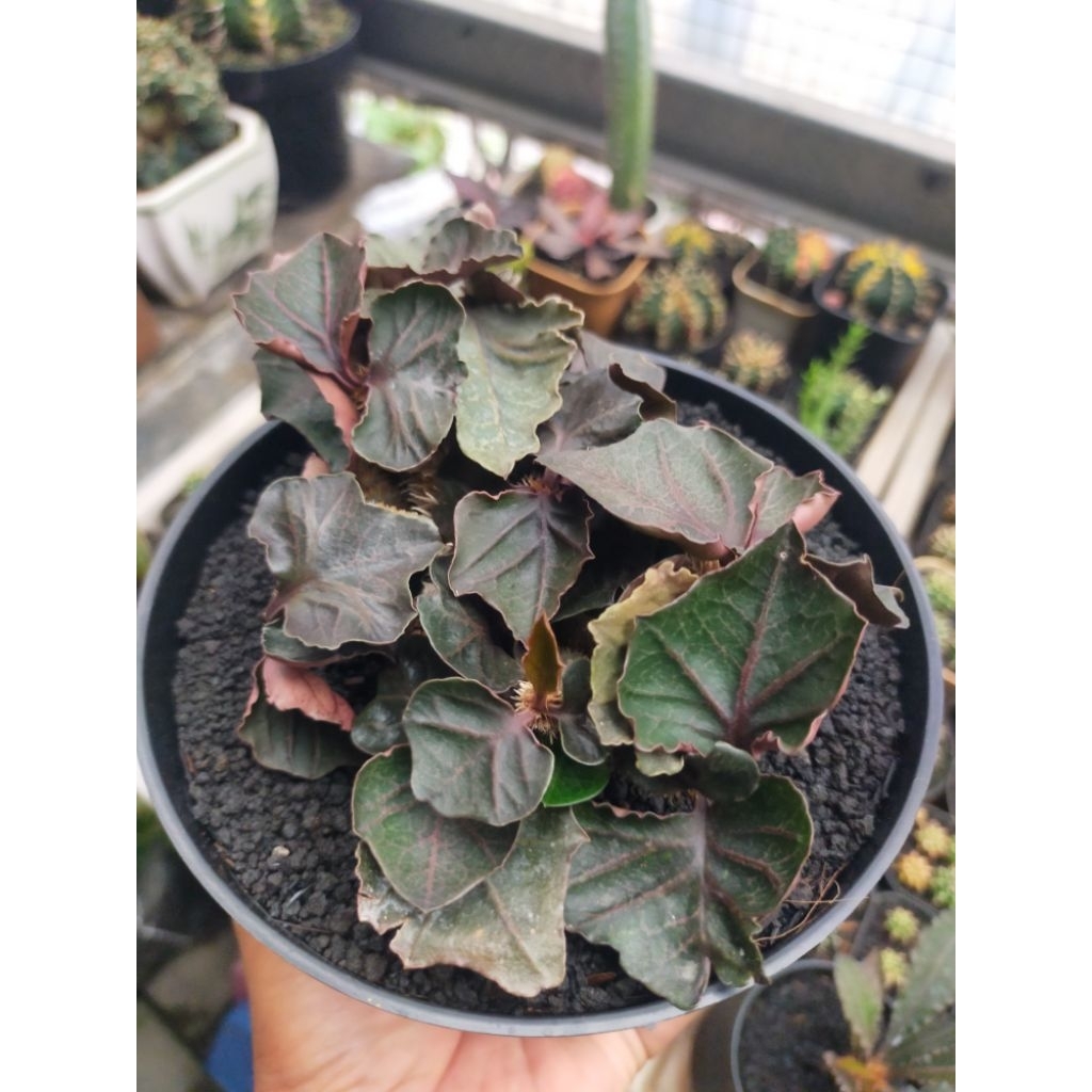 Euphorbia Francoisii Hybrid Maple Indukan