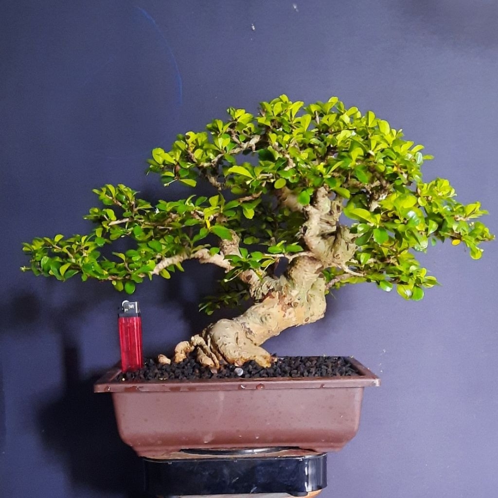 bonsai hokiantea bunga realpict