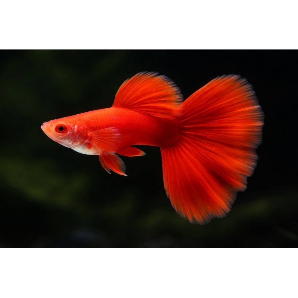 Hiasan aquarium guppy AFR sepasang