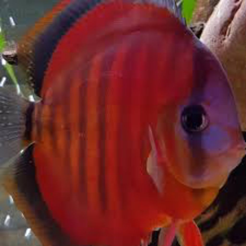 discus sun merah hackel hiasan elegan