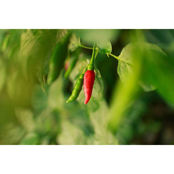 BIJI BERKUALITAS - BENIH RAWIT VIRAL