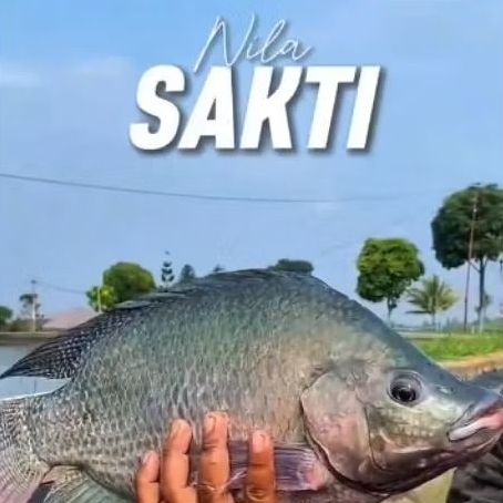 Bibit  Ikan nila sakti 4cm Isi 100 ekor Perpaket