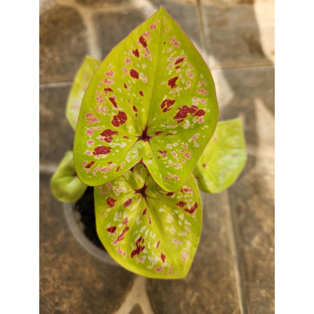 Tanaman caladium Thailand kelenting kuning remaja
