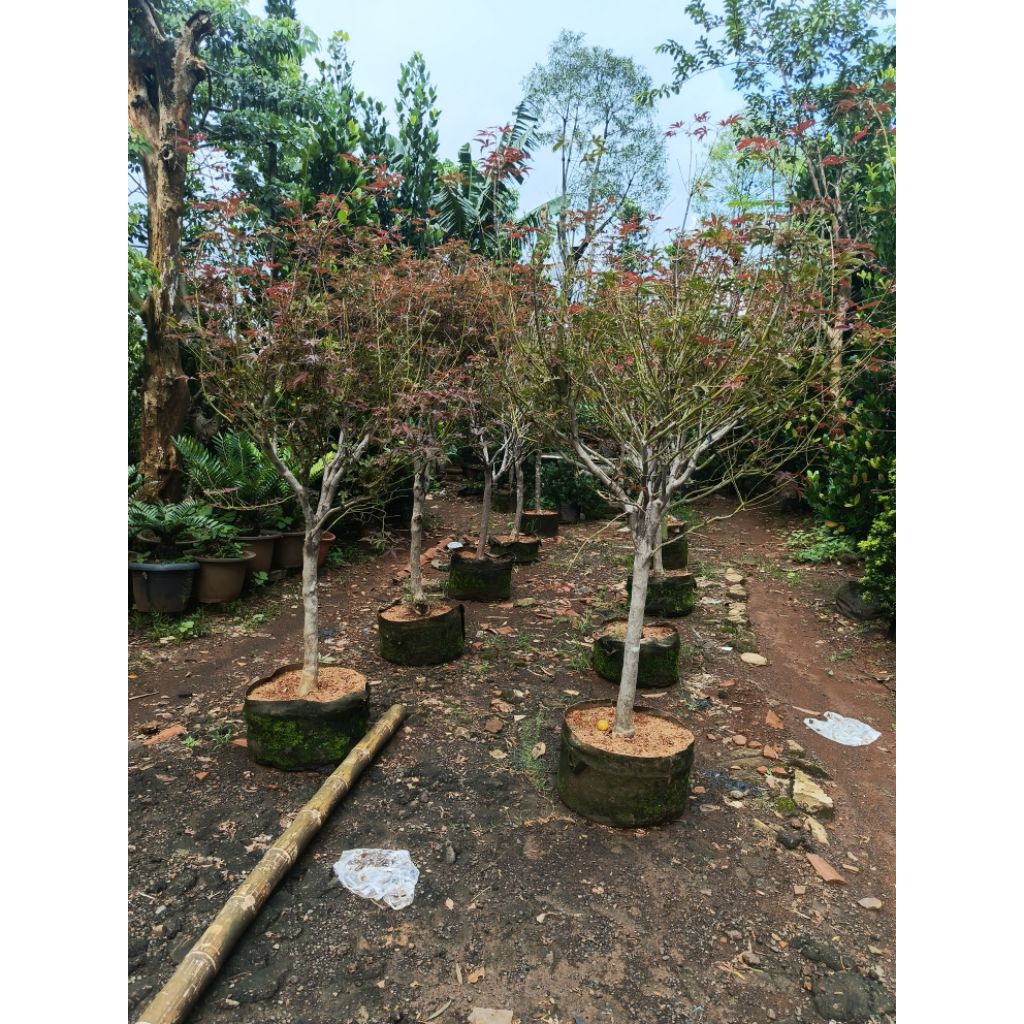 pohon red maple amerika tinggi 2 meter batang besar