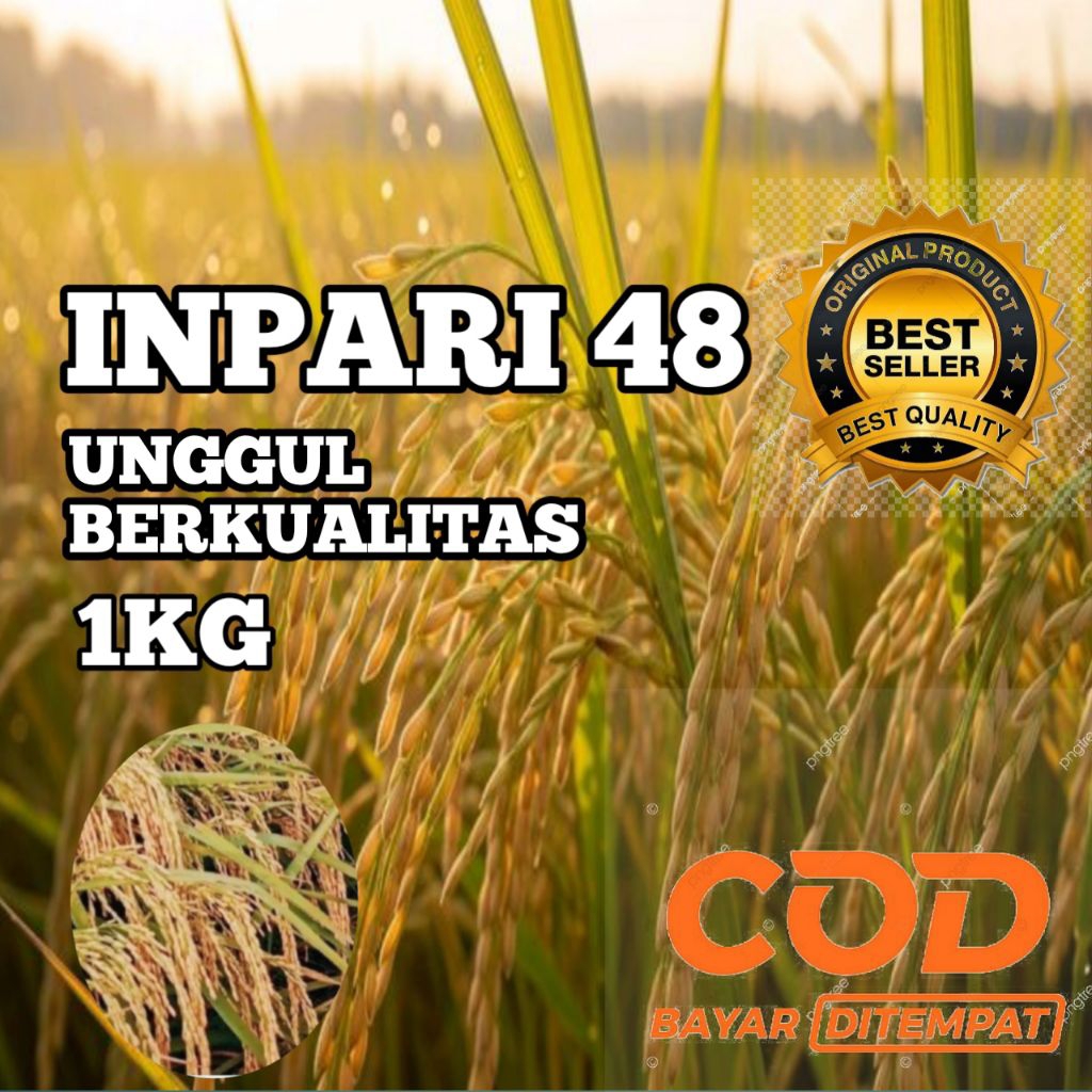 BENIH PADI INPARI 48 UNGGUL BERKUALITAS KEMASAN 1KG