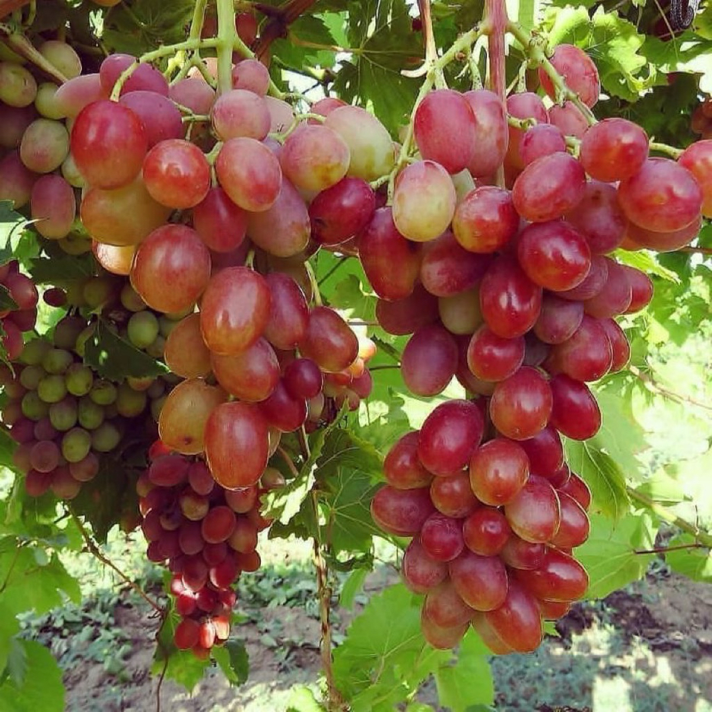 Anggur Lokal Varietas Red Master Unggul Premium Tanaman Buah Merambat Warna Merah Menawan Rasa Manis