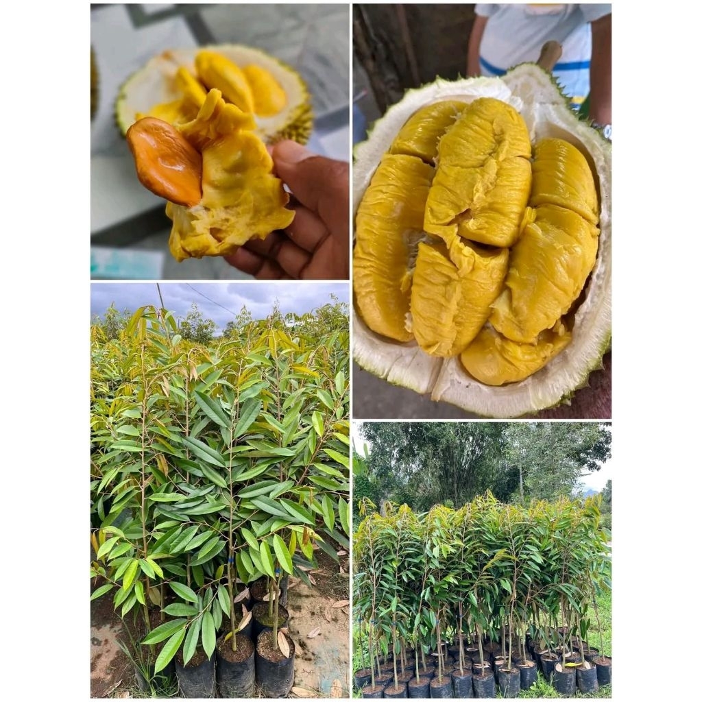 Bibit Durian Musang King Hasil Okulasi Siap Tanam Cepat Berbuah