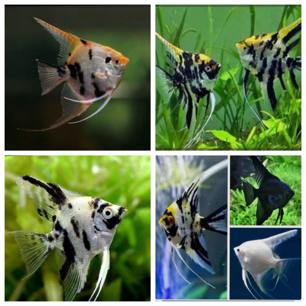 Manfish