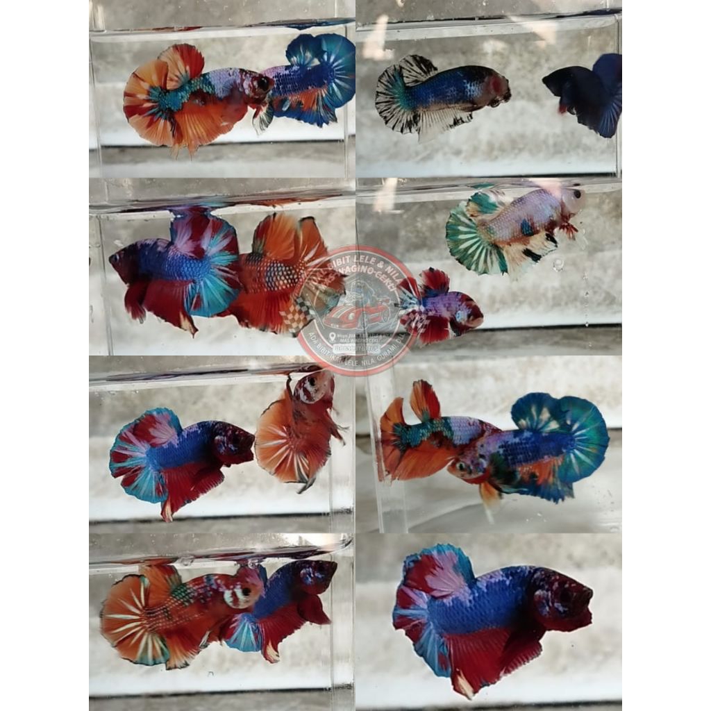 IKAN CUPANG PLAKAT MULTICOLOR