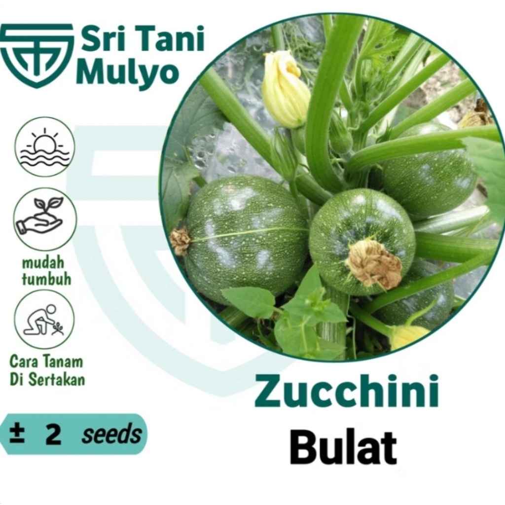2 BENIH Zucchini Bulat Hijau PREMIUM Banjarmasin