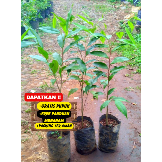 Bibit / Pohon Kayu GAHARU Asli Super Unggulan