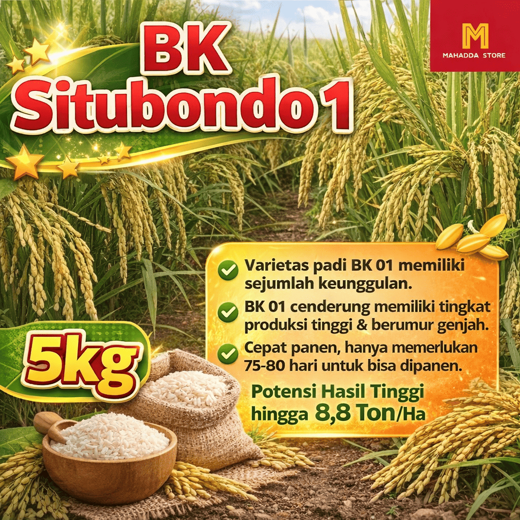 Benih Padi BK Situbondo 01 Genjah Dan Pulen