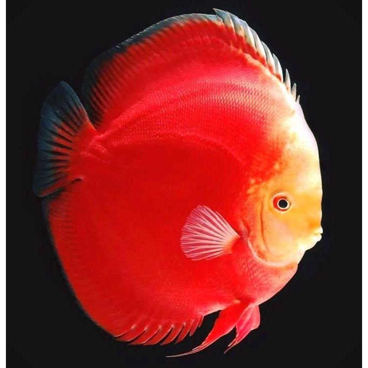 Discus Red Golden Diamond / RGD / Discus merah / ikan Discus / Discus cantik / ikan hias air tawar