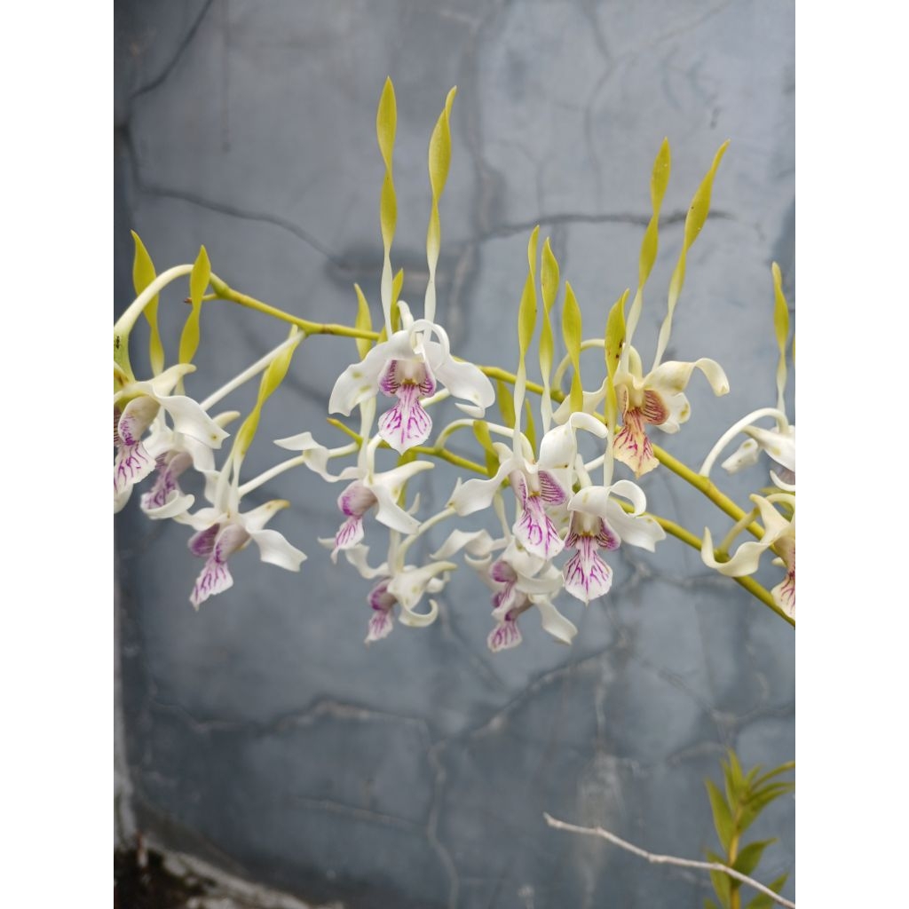 Dendrobium stratiotes (spesies)