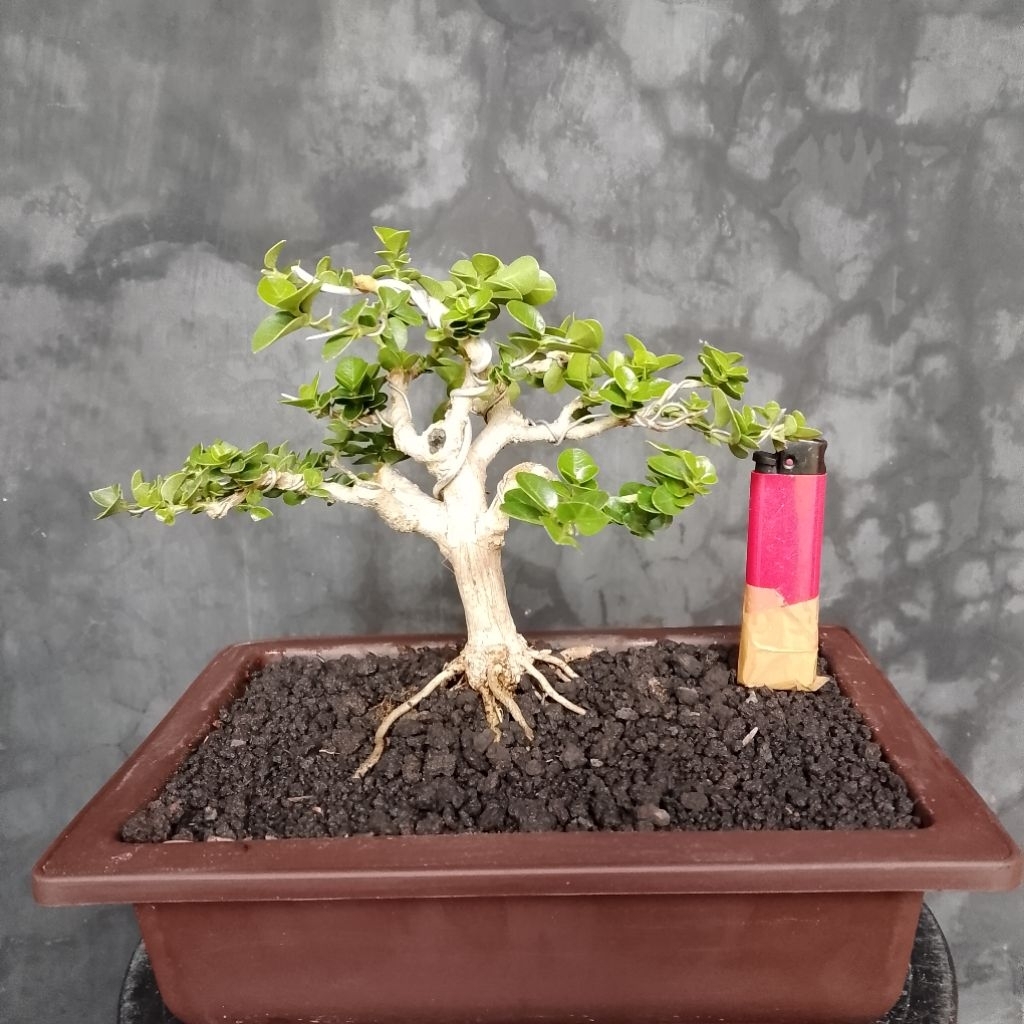 Bonsai sancang mungil real pict