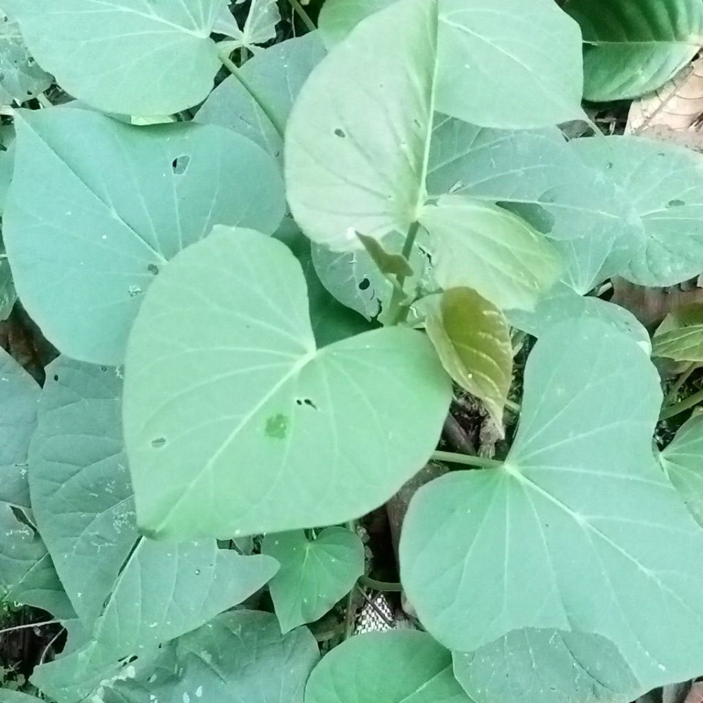 Daun Ubi Jalar Random Pucuk Ubi Jalar 100gr