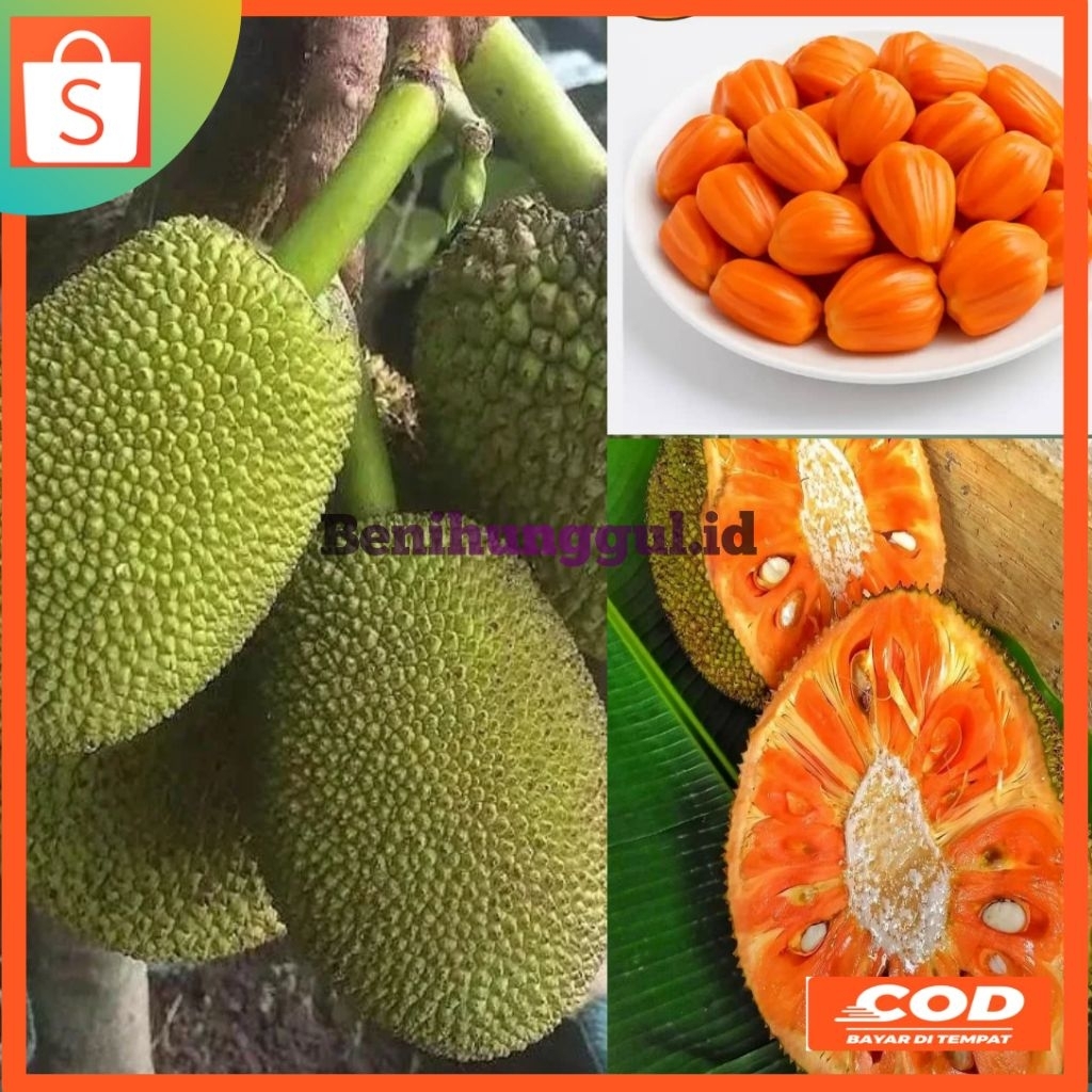 BIBIT NANGKA MADU OREN SUDAH OKULASI CEPAT BERBUAH