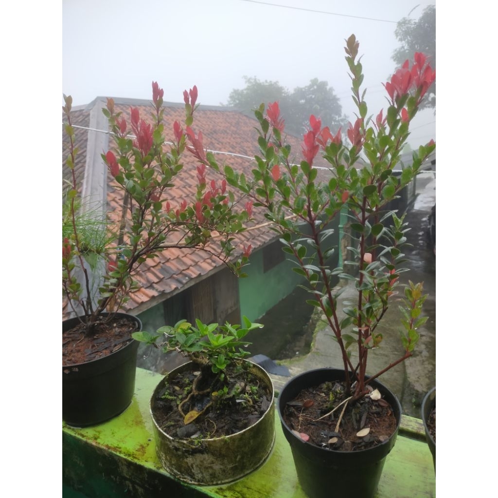 bibit santigi gunung/manis Rejo bahan bonsai koleksi