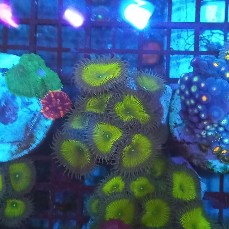zoa frag captain jack WYSIWYG