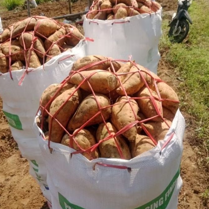 UBI CILEMBU / KETELA MADU / TELO OVEN 1KG 8RB