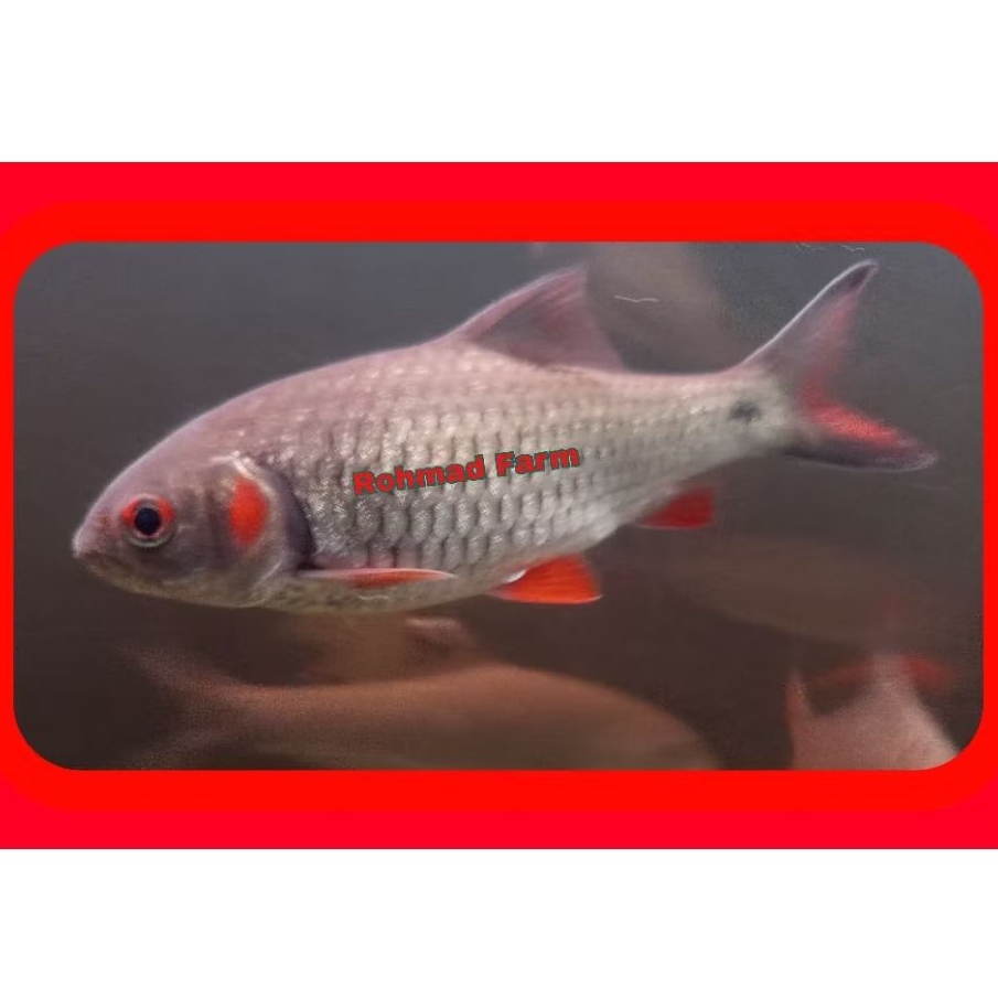 hiasan ikan 5-7cm Derbang pipi merah / merah ganting / wader abang /wader merah / tankmate mahseer