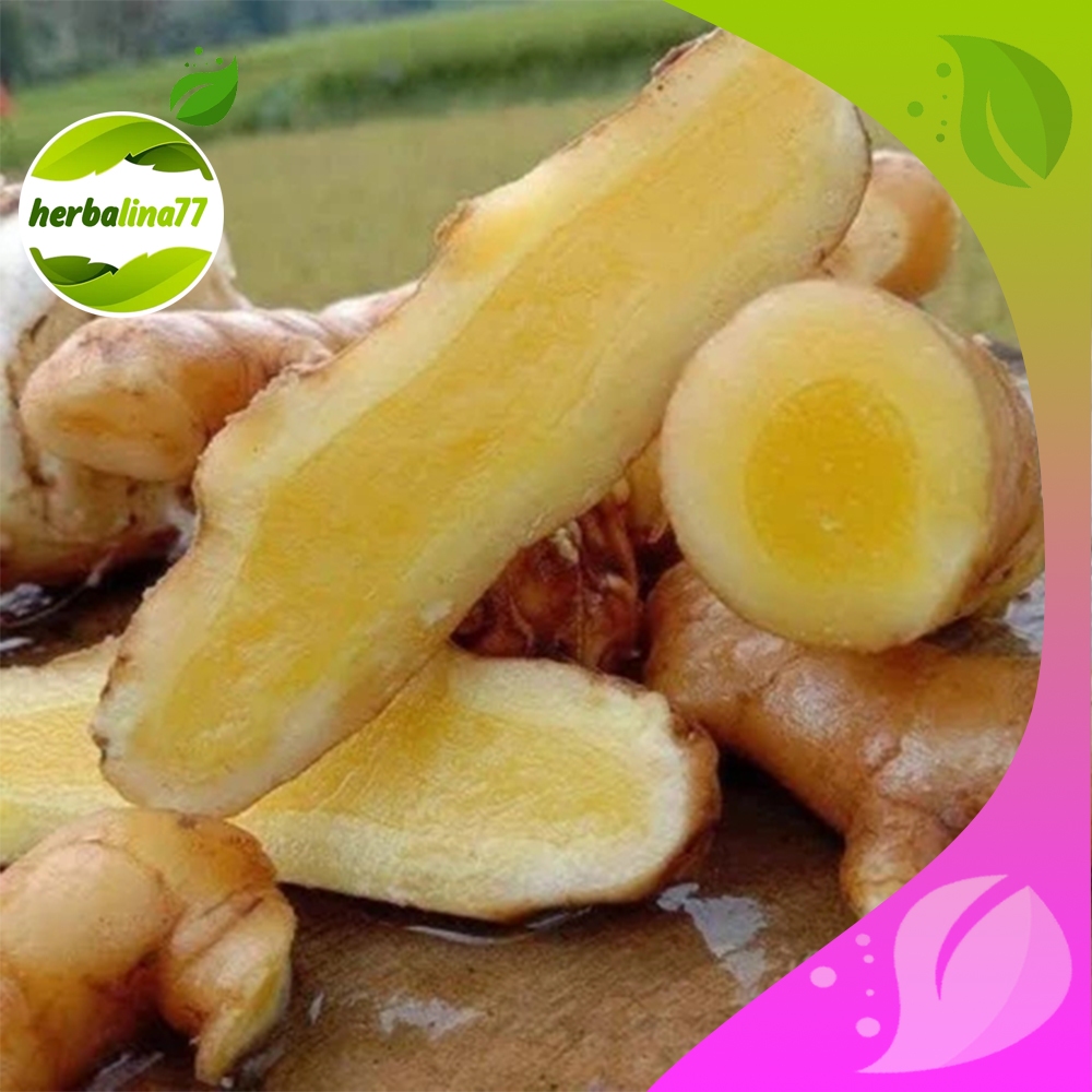 TEMU MANGGA FRESS 1 KG TEMU HUTAN LANGKA BERMANFAAT herbalina77