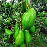 Entres alpukat siger lampung 5 mata tunas