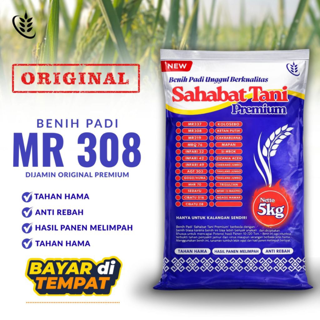 Benih padi unggul berkualitas premium MR 308